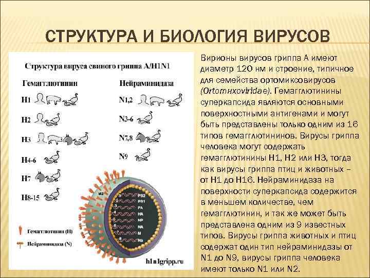 СТРУКТУРА И БИОЛОГИЯ ВИРУСОВ Вирионы вирусов гриппа А имеют диаметр 120 нм и строение,