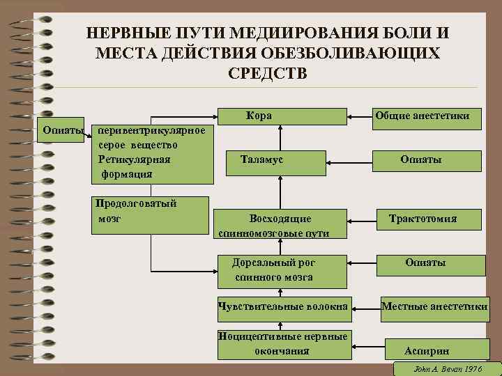 НЕРВНЫЕ ПУТИ МЕДИИРОВАНИЯ БОЛИ И МЕСТА ДЕЙСТВИЯ ОБЕЗБОЛИВАЮЩИХ СРЕДСТВ Кора Общие анестетики Опиаты перивентрикулярное