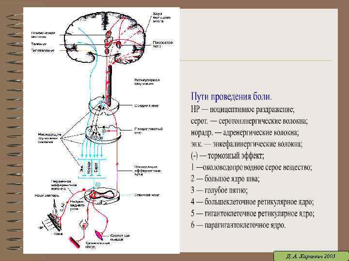 Д. . А. Харкевич 2003 