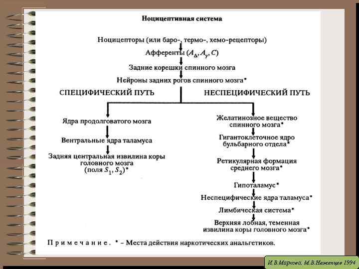 И. В. Маркова, М. В. Неженцев 1994 