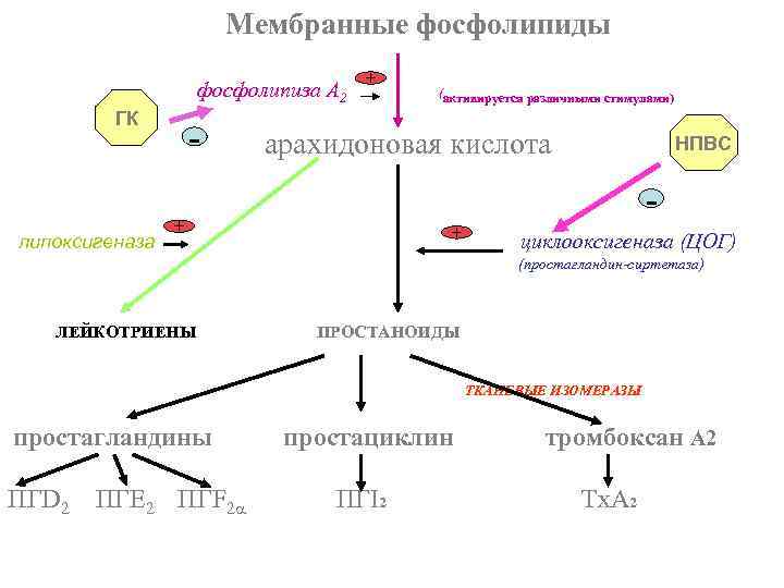  Мембранные фосфолипиды фосфолипиза А 2 ГК - + (активируется различными стимулами) НПВС арахидоновая