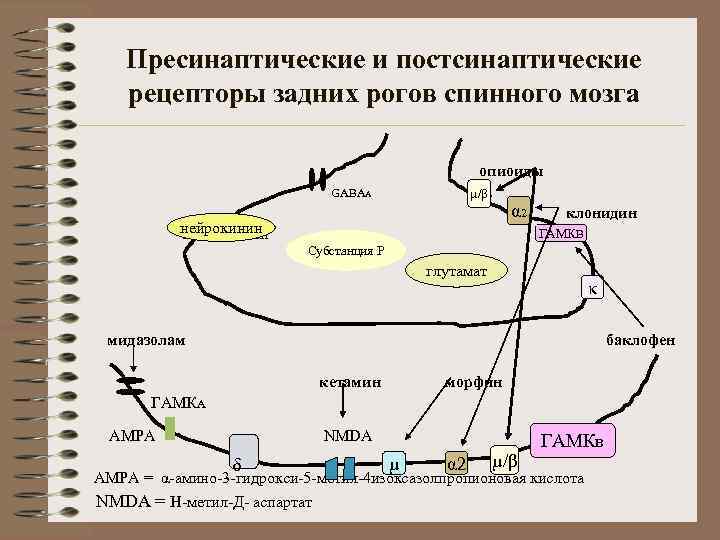 Пресинаптические и постсинаптические рецепторы задних рогов спинного мозга опиоиды GABAА µ µ/β α 2