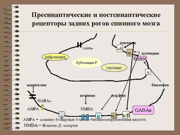 Пресинаптические и постсинаптические рецепторы задних рогов спинного мозга опиоиды GABAА µ µ/β α 2