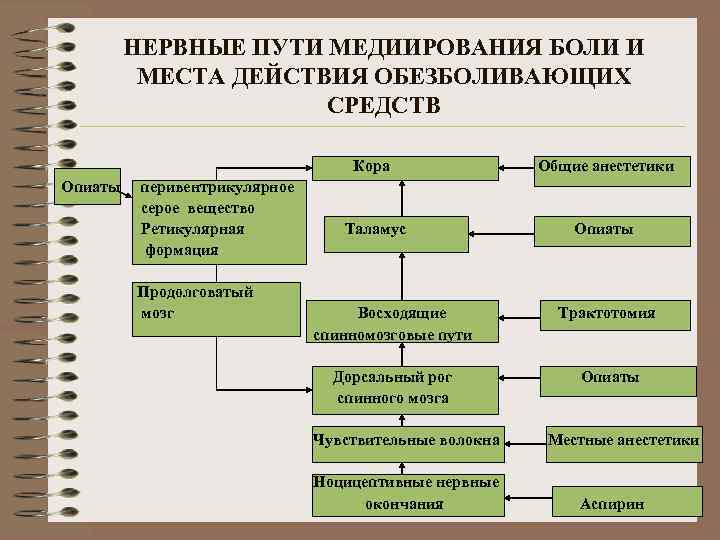 НЕРВНЫЕ ПУТИ МЕДИИРОВАНИЯ БОЛИ И МЕСТА ДЕЙСТВИЯ ОБЕЗБОЛИВАЮЩИХ СРЕДСТВ Кора Общие анестетики Опиаты перивентрикулярное