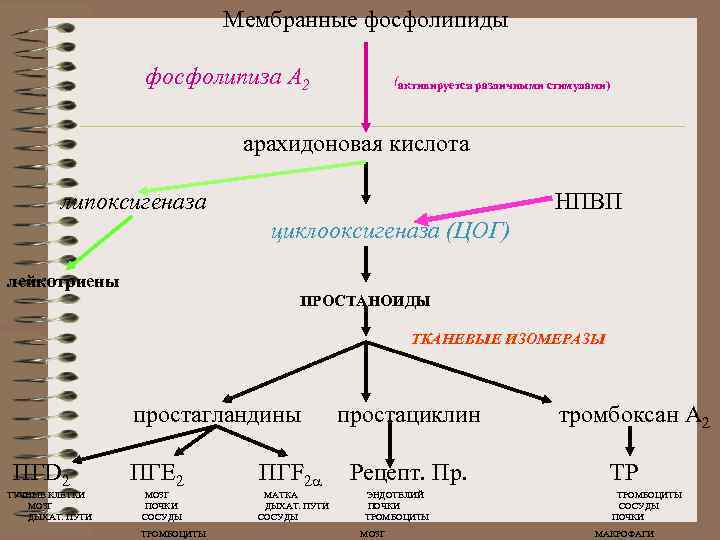  Мембранные фосфолипиды фосфолипиза А 2 (активируется различными стимулами) арахидоновая кислота липоксигеназа НПВП циклооксигеназа