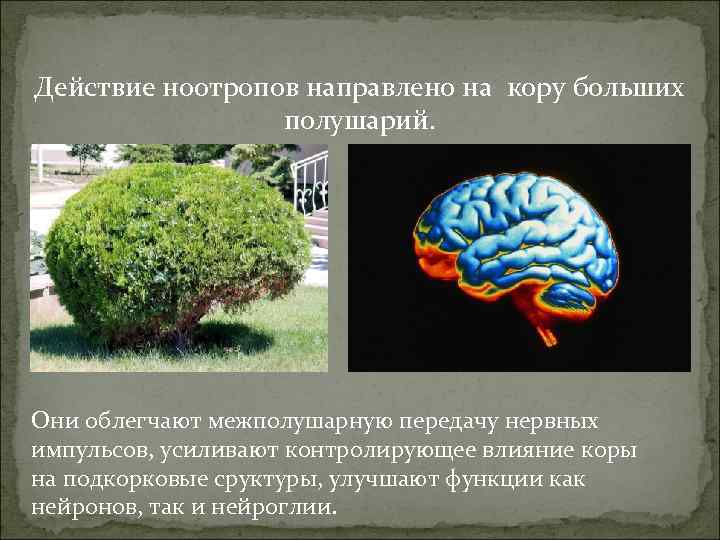Действие ноотропов направлено на кору больших полушарий. Они облегчают межполушарную передачу нервных импульсов, усиливают