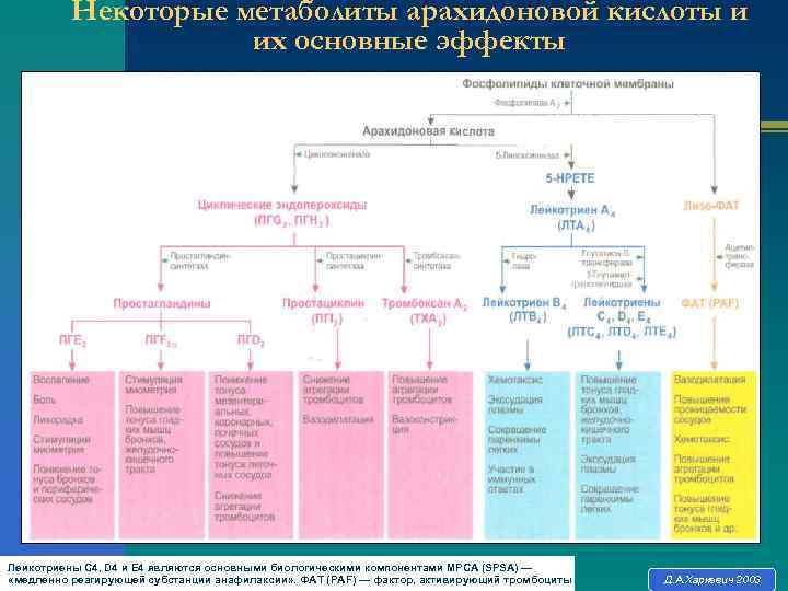 Каскад арахидоновой кислоты схема