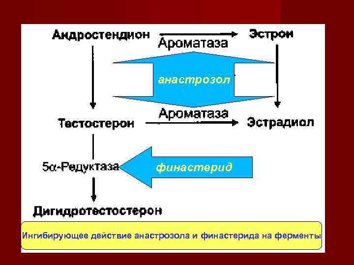 анастрозол финастерид Ингибирующее действие анастрозола и финастерида на ферменты 