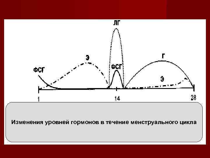 Изменения уровней гормонов в течение менструального цикла 