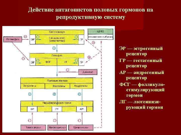 Действие антагонистов половых гормонов на репродуктивную систему ЭР — эстрогенный рецептор ГР — гестагенный