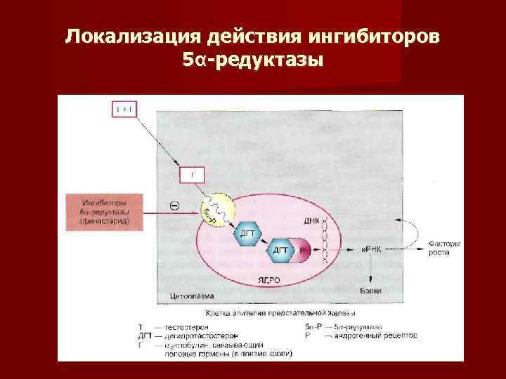 Локализация действия ингибиторов 5α редуктазы 