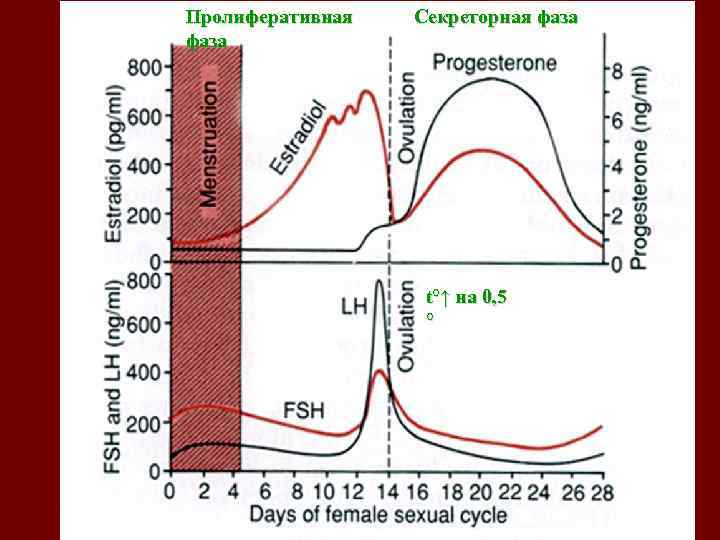 Уз картина 1 фазы мц что это значит