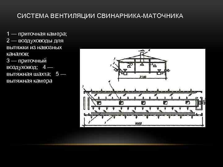 Вентиляция в свинарнике. Вытяжная система для свинарника. Вентиляция для свинокомплексов схемы. Система продольной вентиляции свинарника. Приточно-вытяжная система вентиляции в свинарниках.