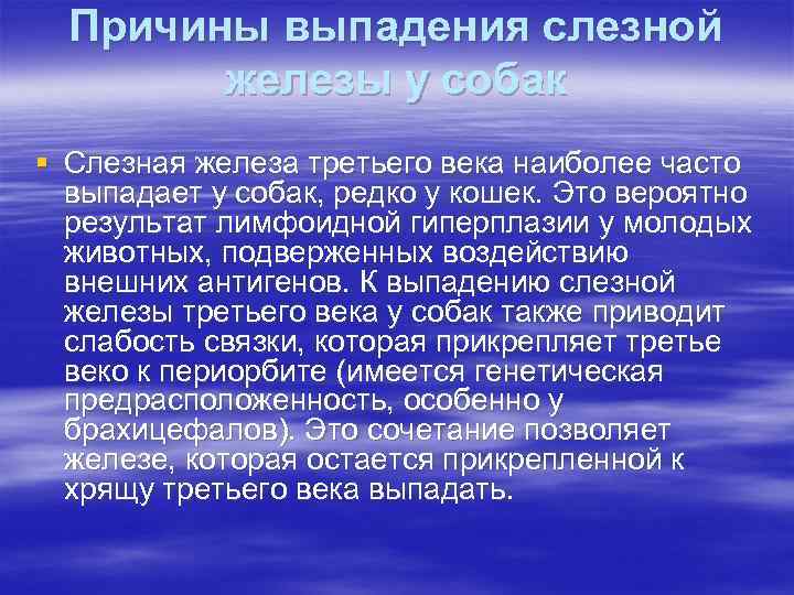 Причины выпадения слезной железы у собак § Слезная железа третьего века наиболее часто выпадает
