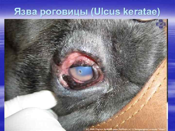 Язва роговицы (Ulcus keratae) 
