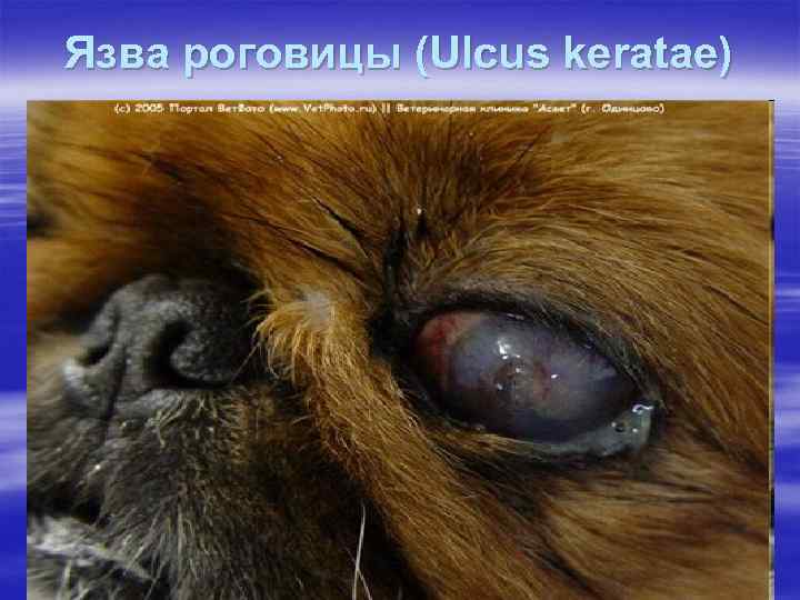 Язва роговицы (Ulcus keratae) 