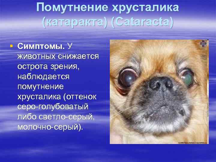Помутнение хрусталика (катаракта) (Cataracta) § Симптомы. У животных снижается острота зрения, наблюдается помутнение хрусталика