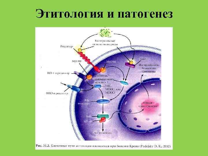 Этитология и патогенез 