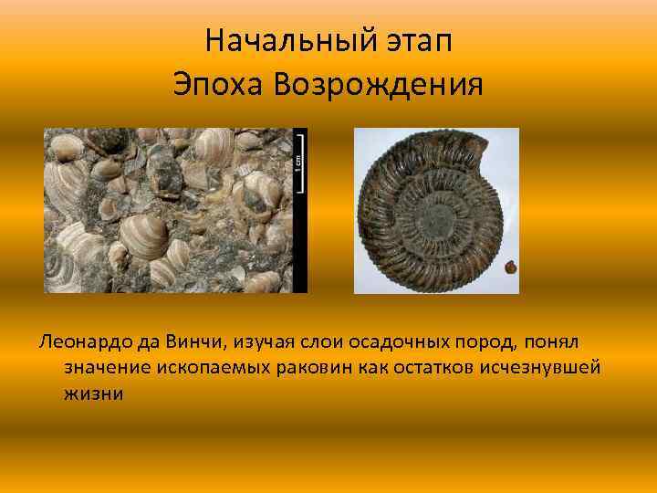 Начальный этап Эпоха Возрождения Леонардо да Винчи, изучая слои осадочных пород, понял значение ископаемых