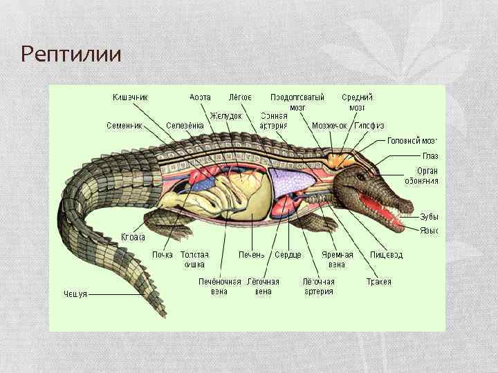 Рептилии 