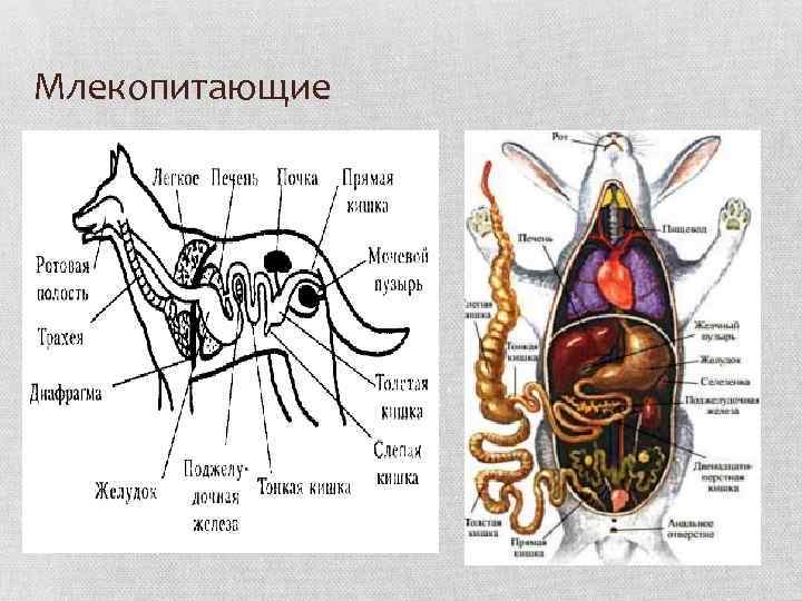 Млекопитающие 