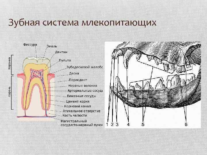 Зубная система млекопитающих 