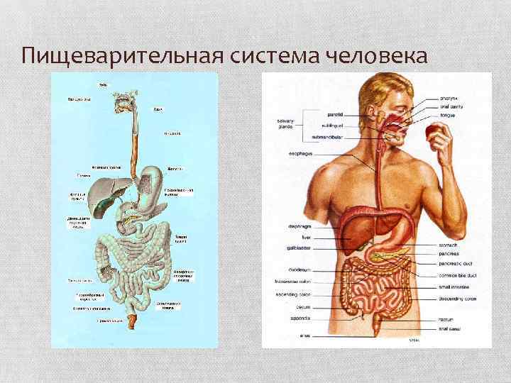 Пищеварительная система человека 