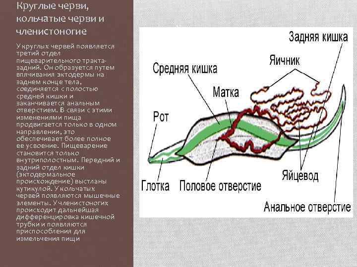 Круглые черви, кольчатые черви и членистоногие У круглых червей появляется третий отдел пищеварительного трактазадний.