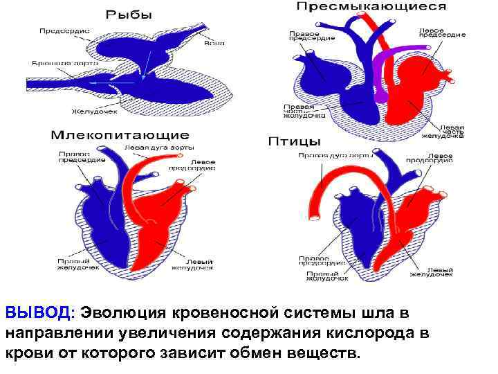 ВЫВОД: Эволюция кровеносной системы шла в направлении увеличения содержания кислорода в крови от которого