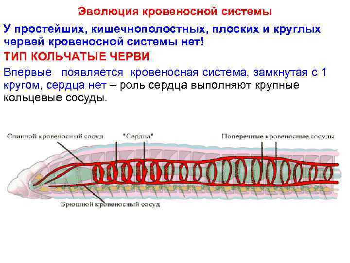 Эволюция кровеносной системы У простейших, кишечнополостных, плоских и круглых червей кровеносной системы нет! ТИП