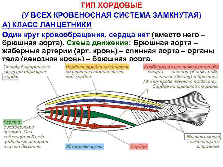 ТИП ХОРДОВЫЕ (У ВСЕХ КРОВЕНОСНАЯ СИСТЕМА ЗАМКНУТАЯ) А) КЛАСС ЛАНЦЕТНИКИ Один круг кровообращения, сердца