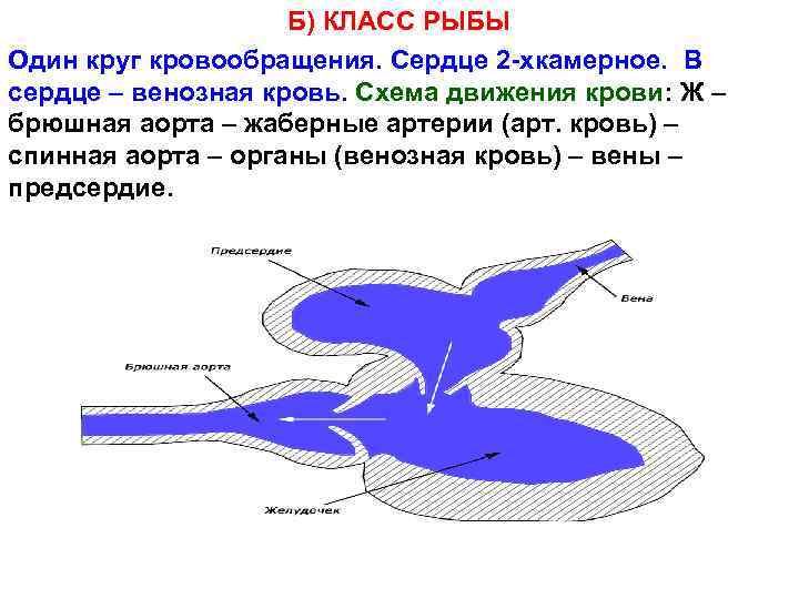 Б) КЛАСС РЫБЫ Один круг кровообращения. Сердце 2 -хкамерное. В сердце – венозная кровь.