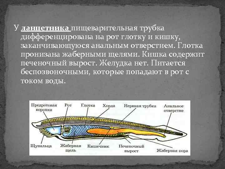У ланцетника пищеварительная трубка дифференцирована на рот глотку и кишку, заканчивающуюся анальным отверстием. Глотка