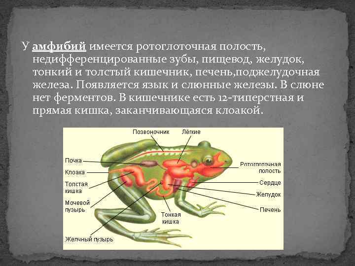 У амфибий имеется ротоглоточная полость, недифференцированные зубы, пищевод, желудок, тонкий и толстый кишечник, печень,