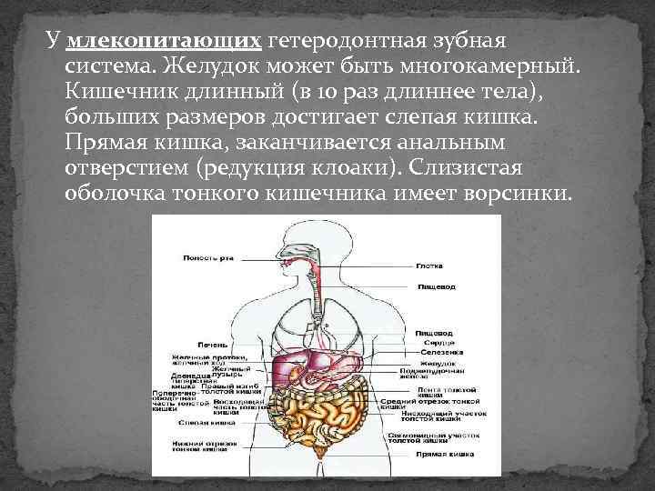 У млекопитающих гетеродонтная зубная система. Желудок может быть многокамерный. Кишечник длинный (в 10 раз
