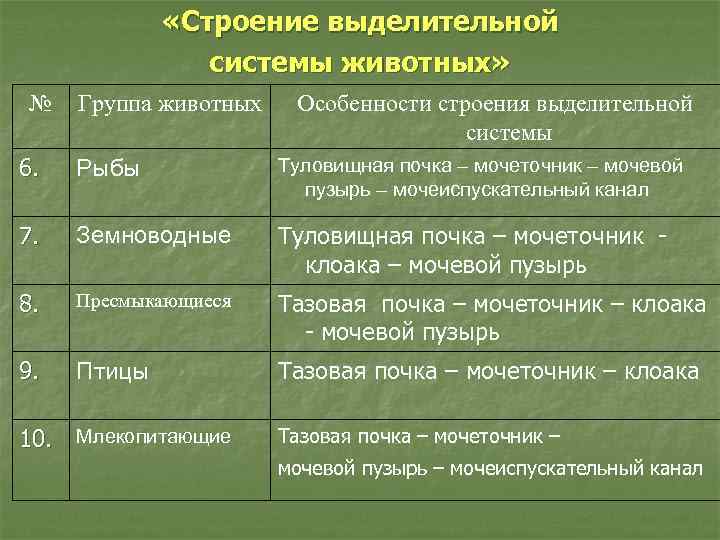  «Строение выделительной системы животных» № Группа животных Особенности строения выделительной системы 6. Рыбы