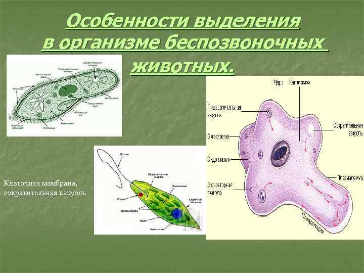 Особенности выделения в организме беспозвоночных животных. Клеточная мембрана, сократительная вакуоль 