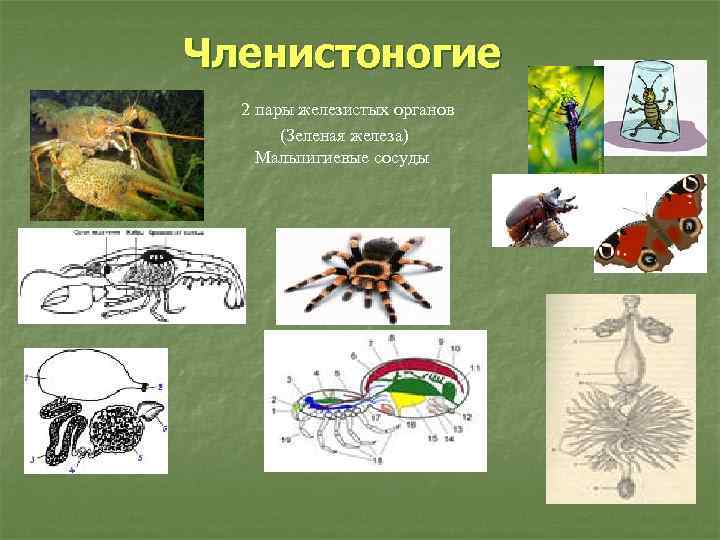 Членистоногие 2 пары железистых органов (Зеленая железа) Мальпигиевые сосуды 