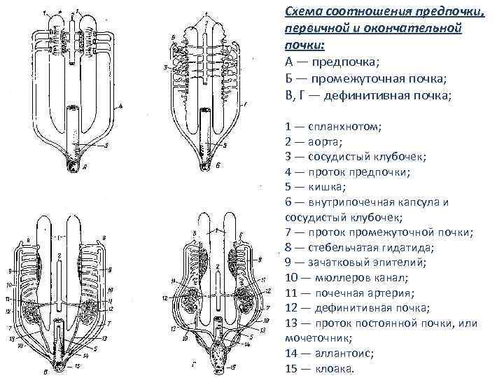 Схема соотношения предпочки, первичной и окончательной почки: А — предпочка; Б — промежуточная почка;