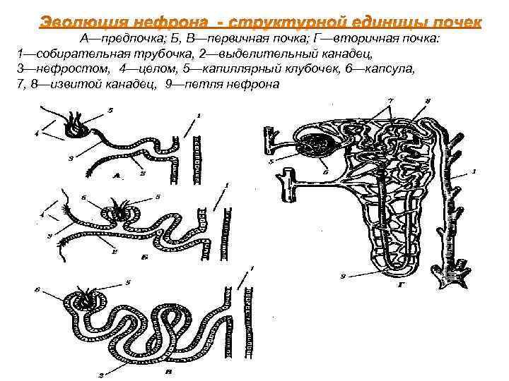 Определите общее количество мезонефросов у модельных животных. Эволюция нефрона почки. Предпочка первичная и вторичная почка. Строение нефрона предпочки. Эволюция нефрона а-предпочка.