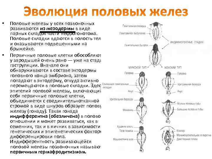 У всех позвоночных существует единый план формирования тканей и органов который ясно виден