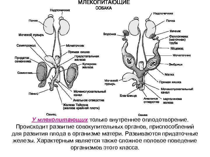 У млекопитающих только внутреннее оплодотворение. Происходит развитие совокупительных органов, приспособлений для развития плода в