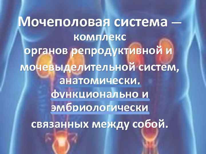 Обозначьте на предложенной диаграмме органы репродуктивной системы мужчины