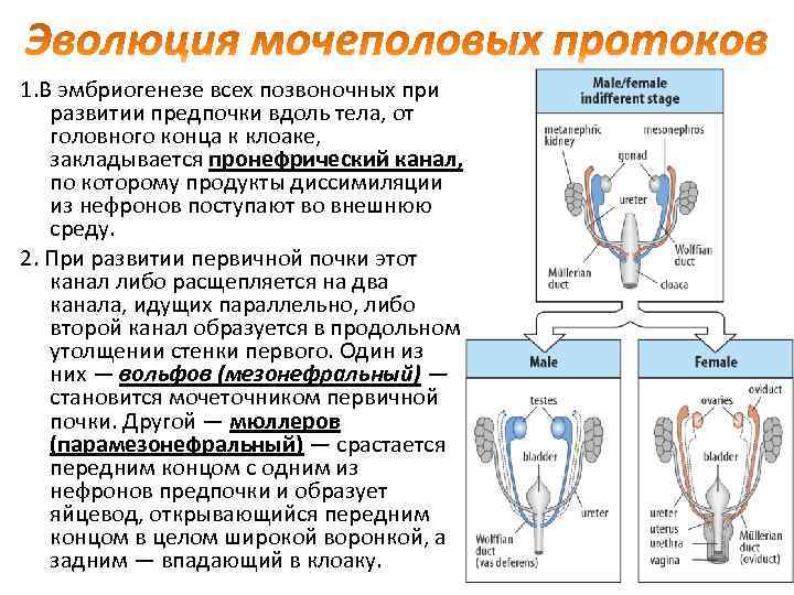 У всех позвоночных существует единый план формирования тканей и органов который ясно виден