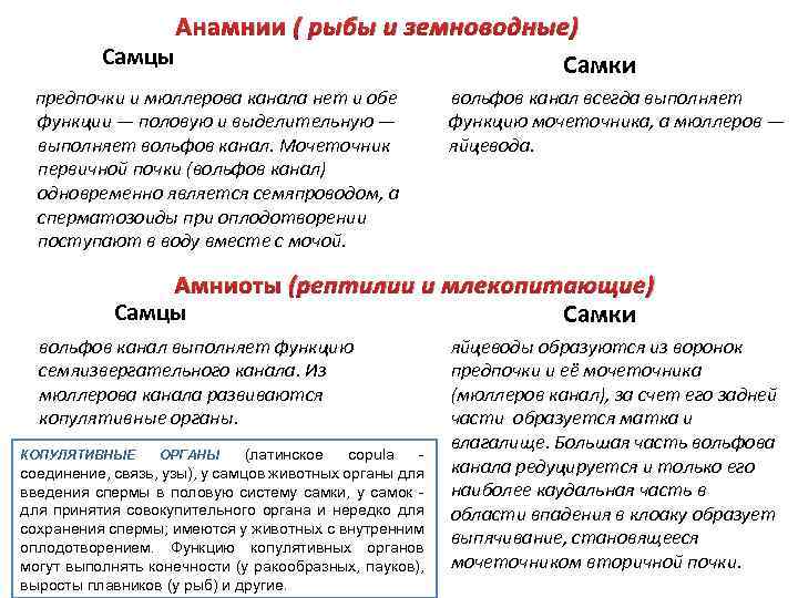 Анамнии ( рыбы и земноводные) Самцы Самки предпочки и мюллерова канала нет и обе