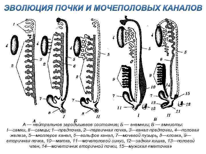 А — нейтральное зародышевое состояние; Б — анамнии; В — амниоты: I—самки, II—самцы; 1—предпочка,