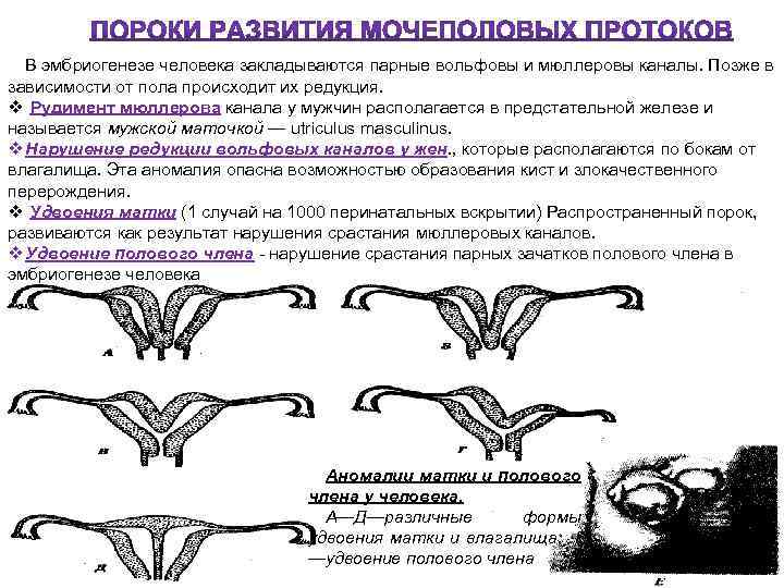 В эмбриогенезе человека закладываются парные вольфовы и мюллеровы каналы. Позже в зависимости от пола