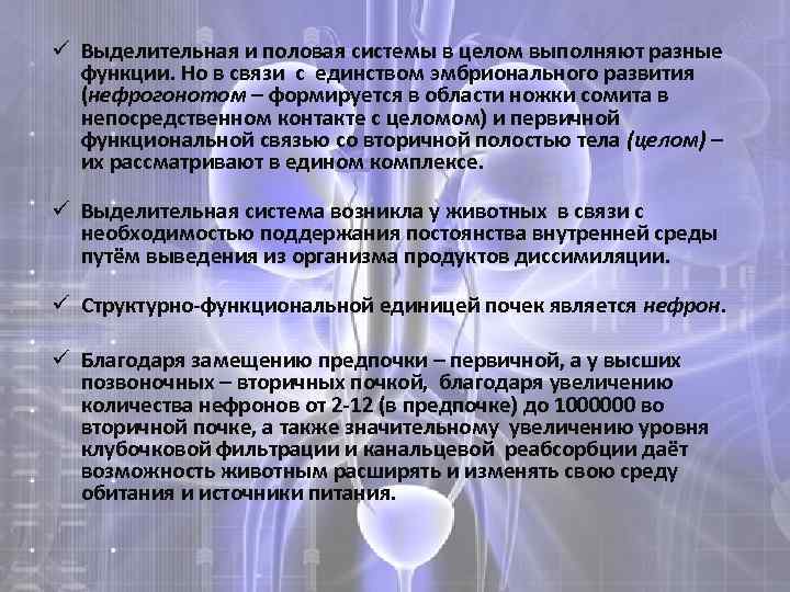 ü Выделительная и половая системы в целом выполняют разные функции. Но в связи с