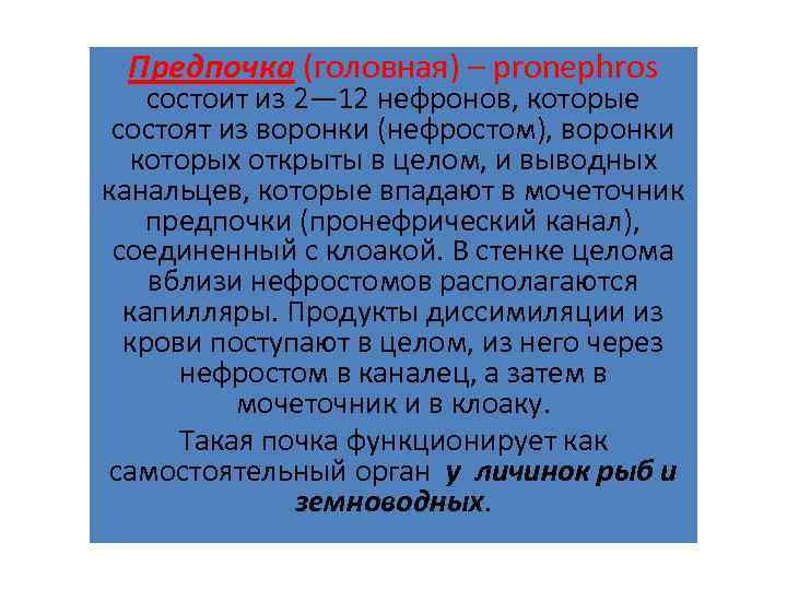 Предпочка (головная) – pronephros состоит из 2— 12 нефронов, которые состоят из воронки (нефростом),