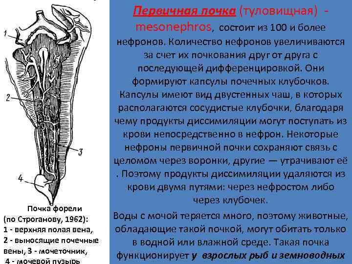 Первичная почка (туловищная) - mesonephros, состоит из 100 и более Почка форели (по Строганову,